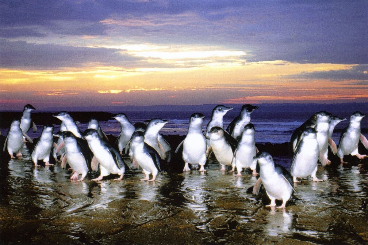 پنگوئن های جزیره ی فیلیپ